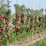 Stĺpovitá jabloň (Malus ballerina) ´WALTZ®´ - jesenná, výška 250-260 cm, kont. C70L